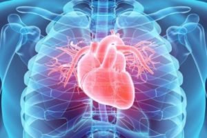 Where is heart located